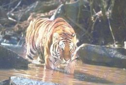 TIGER   Postcard Unused   ( Z 102 ) - Tigres