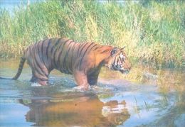 TIGER   Postcard Unused   ( Z 103 ) - Tijgers