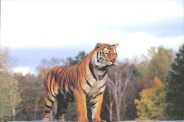 TIGER   Postcard Unused   ( Z 104 ) - Tigers