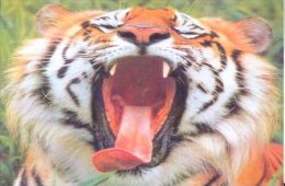 TIGER   Postcard Unused   ( Z 106 ) - Tigres