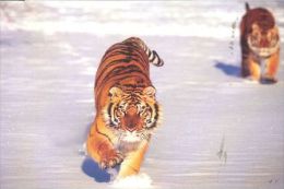 TIGER   Postcard Unused   ( Z 110 ) - Tigers