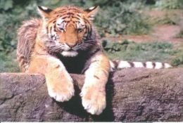 TIGER   Postcard Unused   ( Z 111 ) - Tigri