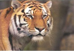 TIGER   Postcard Unused   ( Z 116 ) - Tigres