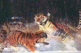 TIGER   Postcard Unused   ( Z 120 ) - Tigres