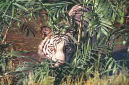 TIGER   Postcard Unused   ( Z 121 ) - Tiger