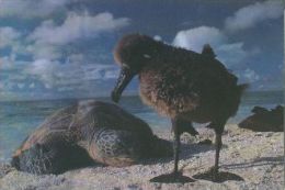 TURTLE   Postcard Unused   ( Z 167 ) - Tortues