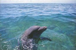 DOLPHIN   Postcard Unused   ( Z 176 ) - Dauphins