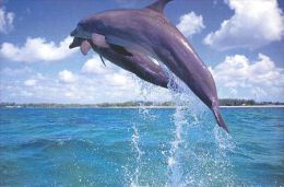 DOLPHIN   Postcard Unused   ( Z 177 ) - Delfines