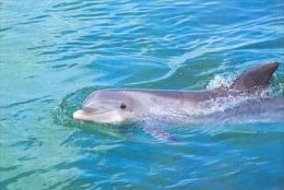DOLPHIN   Postcard Unused   ( Z 178 ) - Dolphins