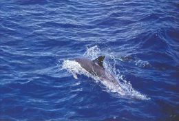 DOLPHIN   Postcard Unused   ( Z 179 ) - Delfines