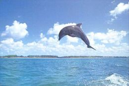 DOLPHIN   Postcard Unused   ( Z 183 ) - Delfines