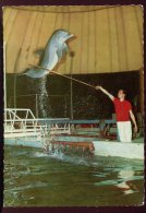 CPM Non écrite Animée Allemagne DUIDBURGER Tierpark Delphinschau  Dauphins - Duisburg