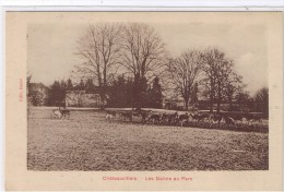 CHATEAUVILLAIN Les Daims Au Parc - Chateauvillain