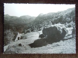 Environs De Saint-Jacques-les-Blats , Cirque Du Falgoux , La Fenaison - Allanche