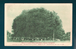 ANCONA SENIGALLIA OLMO DI LANDO CARTOLINA FORMATO PICCOLO VIAGGIATA NEL 1921 - Senigallia