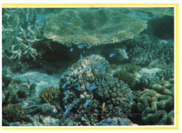 (666) Australia - QLD - Corals - Great Barrier Reef