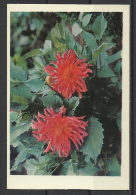 USSR,  Flowers, 1976 - Small : 1971-80