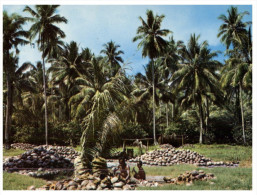 (PH 222) Papua New Guinea Islands - Rabaul Coconut Plantation - Papua New Guinea