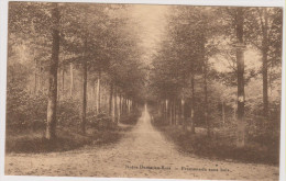 Notre - Dame- Au- Bois . Promenade Sous Bois . - Overijse