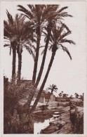 AFRIQUE,AFRICA,AFRIKA,MAG HREB,MAROC,MOROCCO,MARRAK ECH,MURRAKUSH,bab Doukkala,oasis - Marrakech