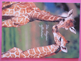 HOUTLAND - 2 Girafes - Giraffen