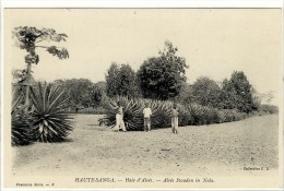 Carte Postale Ancienne République Centrafricaine - Haute Sanga. Haie D´Aloès. Nola - Végétaux - República Centroafricana