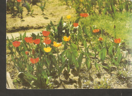 5k. Germany, Herzliche Pfingstgrusse - Flower TULIP Photo By F. Panzer - Pentecôte