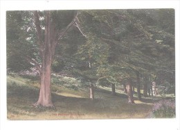 HODDESDON THE POLLARDS No.22 HERTFORDSHIRE PRINTED UNUSED POSTCARD - Hertfordshire