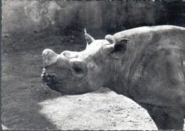 PUBLICITE GENOLINE - RHINOCEROS - Rhinocéros