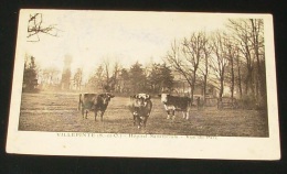 Villepinte - Hôpital Sanatorium - Vue Du Parc ::: Animaux - Vaches - élevage - Villepinte