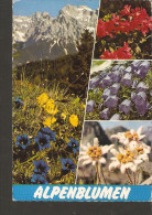 5k. FLORA - Flowers Alpenblumen In Austria - Alpenflora Stengelloser Enzian Alpenrose Glockenblume Edelweiss - Piante Medicinali