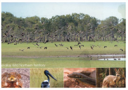 (PF 686) Australia - NT - Birds And Animal - Outback
