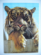 ZOO Stuttgart - Tiger (Panthera Tigris Sumatrae) - 1980s Unused - Tijgers
