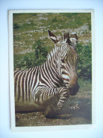 Zebra (Equus Zebra Hartmannae) - 1980s Unused - Zèbres