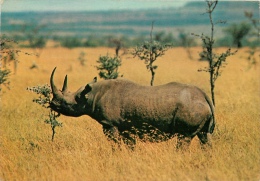 CPSM Rhinocéros    L1695 - Neushoorn