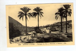 Cp , ALGERIE , Scénes Et Types , Paysages Du Sud , Palmiers , Datiers - Scènes & Types