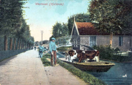 WESTZAAN (Holland) - Kuhtransport Auf Boot, 1910? - Zaanstreek