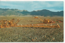 Nr.  1755,  AK  Pineapple Harvesting, Ungel. 50er Jahre - Sonstige & Ohne Zuordnung