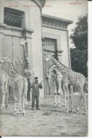 Girafes Au Jardin Zoologique D'Anvers (Belgique) - Girafes