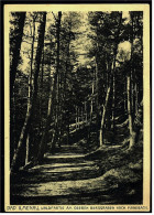 Bad Ilmenau Thür.  -  Waldpartie Am Oberen Berggraben Nach Manebach   -   Ansichtskarte Ca.1925    (3459) - Ilmenau