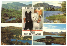(543) England - The Trossachs - Stirlingshire