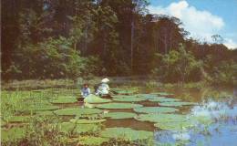 Delcampe - Lote PEP709, Colombia, Postal, Postcard, Leticia, Lagos Del Rio Amazonas, 1016, Indigenous Themes, River - Kolumbien