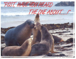 (PH 468) Australia - SA - Kangaroo Island Seals - Kangaroo Islands