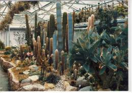 LINZ - Botanischer Garten Sukkulentenhaus Kaktus,  Cactus Cactaceae Kakteen - Cactusses