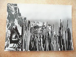 Jardins Exotiques De MONACO - Vue Sur Monaco - Cereus Marginatus Et Divers - (Cpsm 10,5 X 15 Cm) - Jardin Exotique