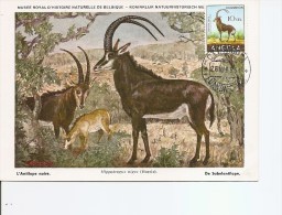 Delcampe - Gibier -Antilopes ( CM D'Angola De 1954 à Voir) - Wild