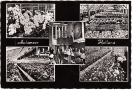 Aalsmeer - The Flower Centre Of Europe - Multiview  -   Noord-Holland / Nederland - Aalsmeer