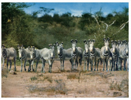 (888) Kenya (with Stamps) - Zebra - Zebras