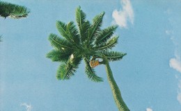 Climbing The Coconut Tree.  American Samoa   S-1079 - Amerikaans-Samoa