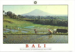 BALI. Terrasses De Rizières, Carte Postale Ayant Circulée. - Bahrein